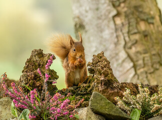 Beautiful, cute and small scottish red squirrel on old wood tree stump with heather in the sunshine...