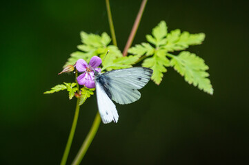Green-veined White butterfly feeding from Herb Robert