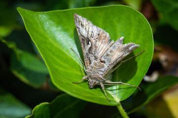 Silver Y moth on an ivy leaf