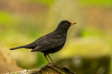 Obraz premium male blackbird on a branch in the sunshine in the spring with natural woodland green and yellow background 