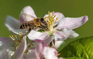 bee or honeybee Apis Mellifera on apple tree flower