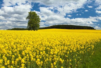 Obraz premium Field of rapeseed canola colza Brassica Napus
