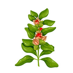 Ashwagandha branch with green leaf and red berry fruit vector illustration. Cartoon isolated Withania somnifera botanical plant of India, organic Ashwagandha evergreen shrub for Ayurveda medicine