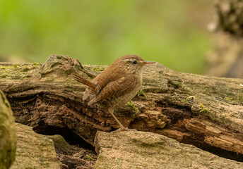 Naklejka na ściany i meble small wren bird, tiny brown bird with brown feathers and plumage in the woodland with natural forest background in the spring
