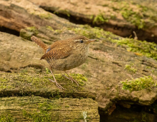 small wren bird, tiny brown bird with brown feathers and plumage in the woodland with natural...