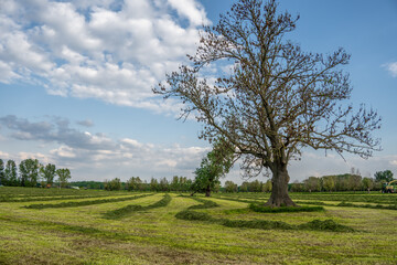 The hay is dried ready to drive in