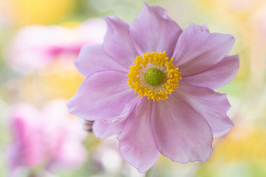 Pink Japanese Anemone flower macro on. Beauty of a Japanese anemone flower.