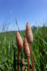 fertile Sprossen des Acker-Schachtelhalm (Equisetum arvense)
