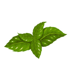 Tulsi leaves vector illustration. Cartoon isolated green leaf of botanical Ocimum tenuiflorum plant, natural bunch of holy basil for Ayurveda medicine and tulsi ingredient for cooking Asian food