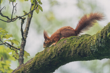 side view of an orange squirrel on a tree