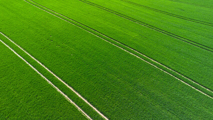 Green agricultural fields. - 602434621
