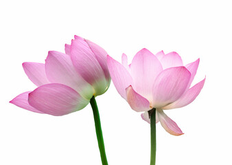 Obraz na płótnie Canvas Blooming pink lotus flower or Nelumbo nucifera isolated on white background. Known as Indian lotus, sacred lotus in Hinduism and Buddhism.