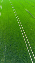 Obraz premium Green agricultural fields.