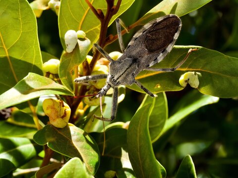 Arilus Cristatus North American Wheel Bug 