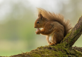 Naklejka na ściany i meble Very cute and small Scottish red squirrel eating a nut in the woodland with natural green forest background