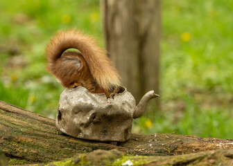 Small and cute scottish red squirrel perched on the side of an old battered steel, metal kettle in the woodland finding food and eating a nut with tail curled with natural green forest background