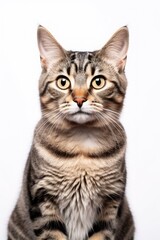 Fototapeta na wymiar A cat with yellow eyes sits in front of a white background Generative AI