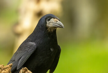 Obraz premium Beautiful close up portrait, head shot of a black rook, corvid bird with large beak in the woodland with natural green forest background 