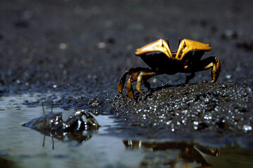踊るカニ　ヤマトオサガニ　オスメス