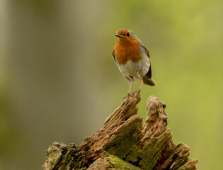 Fototapeta premium Beautiful robin redbreast Christmas bird in the forest perched on an old tree trunk in the forest in the sunshine with natural woodland background