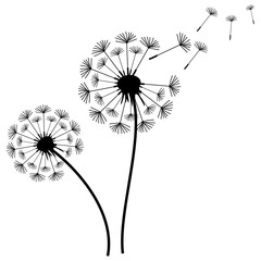 Dandelion, Dandelions Bundle, Instant Download, Floral Clipart, Flower Silhouette