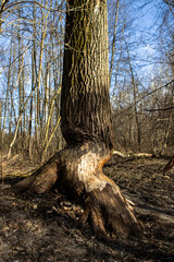 Dzieło bobrów. © Filip