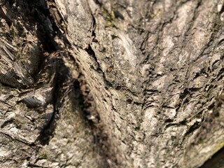 Texture abstraite d'écorce de bois