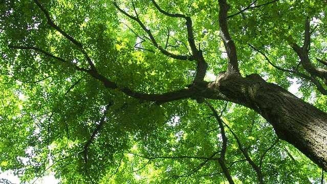 The crown of a linden tree, taken from the bottom up. Fresh green foliage. Fruska Gora, Serbia. Linden forest or park. The leaves move slightly in a light breeze. Sun glare. Tilia europaea, Malvaceae