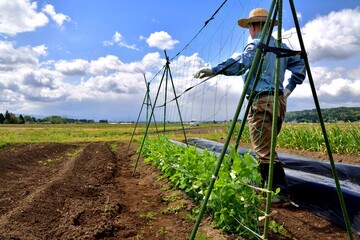 Fototapeta na wymiar 初夏の畑で野菜作りをする男性 