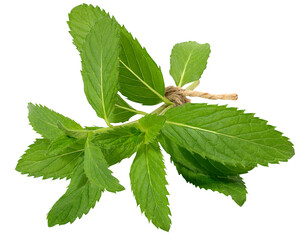 Green mint leaf on white isolated background, close up © nndanko