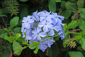 The cape leadwort, blue plumbago or Cape plumbago (Latin - Plumbago auriculata)