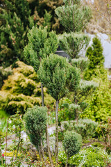 Tree, bush of green, evergreen juniper topiary grows in a garden in nature. Photography, nature, agriculture.