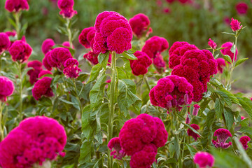 Flor de terciopelo