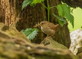 Tiny wren, small brown bird, perched on old wood in the forest gathering material for its nest in...