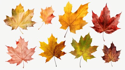 Naklejka na ściany i meble Autumn Splendor: Bright and Colourful Maple Leaves Isolated on White Background. Generative AI