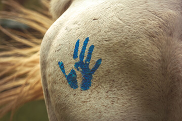 Close-up of indigenous war paint decoration marks on a white arabian horse