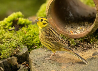 Male yellow hammer, beautiful bright plumage and feathered small bird in the woodland on a tree stump in the sunshine in the spring 