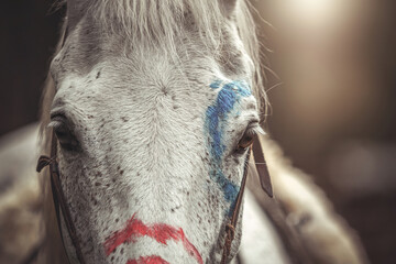 Close-up of indigenous war paint decoration marks on a white arabian horse