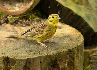 Male yellow hammer, beautiful bright plumage and feathered small bird in the woodland on a tree stump in the sunshine in the spring 