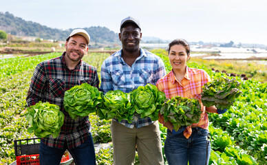 Three farmers are happy with the harvested lettuce crop