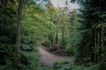 trail in the big woods
