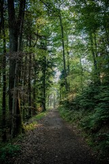 path in the big woods