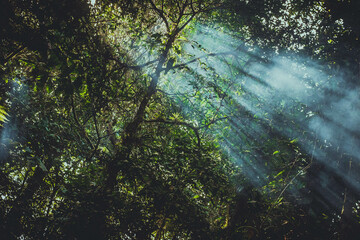 Luz da Mata - beams of sunlight through the forest of Serra do Mar State Park.