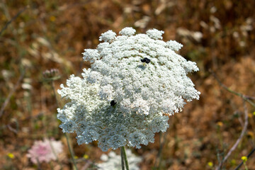 Visnaga daucoides Gaertn. Viznaga. Medical toothpick-plant ( toothpickweed, bisnaga, khella, Bishop's weed ) white blooms. White Ammi visnaga flowers with grass in summer, close up.