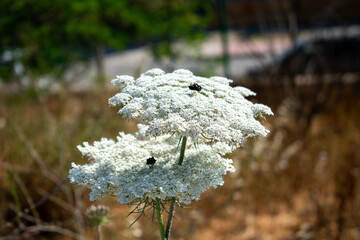 Visnaga daucoides Gaertn. Viznaga. Medical toothpick-plant ( toothpickweed, bisnaga, khella, Bishop's weed ) white blooms. White Ammi visnaga flowers with grass in summer, close up.