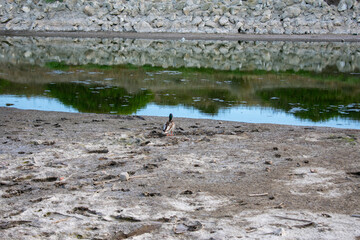 Ducks sitting and walking around a fountain on a sunny day in Cordoba, Andalusia, Spain.