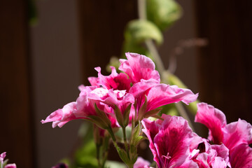 Pelargonium grandiflorum Willd. Geraniaceae. Purple, pink, violet flower in focus. Magenta flower with blurred background on terrace. Plant on terrace with blurred blocks background.