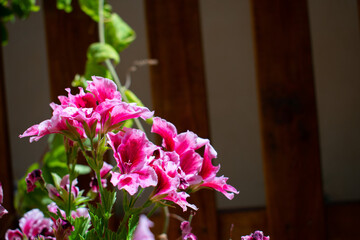 Pelargonium grandiflorum Willd. Geraniaceae. Purple, pink, violet flower in focus. Magenta flower with blurred background on terrace. Plant on terrace with blurred blocks background.