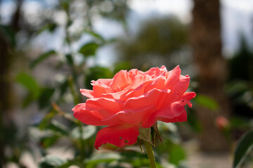 Portrait of a pink rose. Orange rose with blurred background. Rose in a garden. Beautiful orange rose flowers in natural garden with green branches and leaves, blurry background.