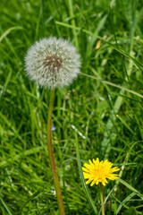 Dandelions in spring on a blurry field background